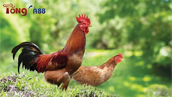 Cách chữa gà bị ốm trong Cách chữa gà bị ốm trong