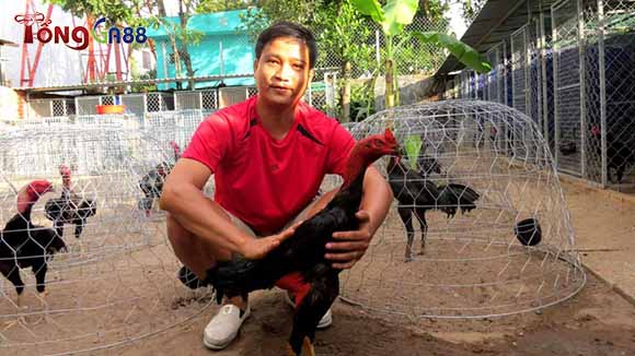 Chế độ chăm sóc chiến kê có vảy gà liên giáp khá phức tạp Chế độ chăm sóc chiến kê có vảy gà liên giáp khá phức tạp