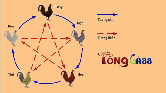 Chọn ngày tốt mang chiến kê đi thi đấu Chọn ngày tốt mang chiến kê đi thi đấu