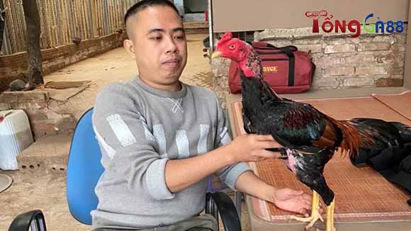 Chọn tông dòng bố mẹ