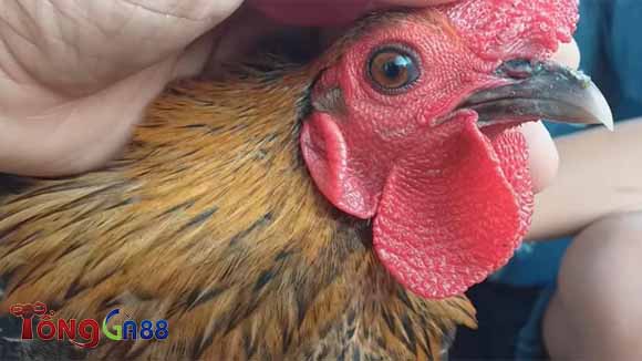 Dấu hiệu nhận biết gà bị khò khè trong hơi thở Dấu hiệu nhận biết gà bị khò khè trong hơi thở