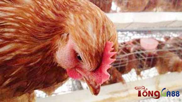 Gà bị sưng mắt là bệnh gì? Gà bị sưng mắt là bệnh gì?