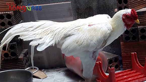Gà đá mệnh Kim Gà đá mệnh Kim
