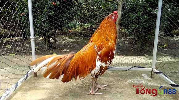 Giống gà khét chân gì tốt? Giống gà khét chân gì tốt?
