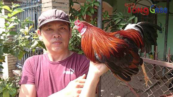 Hướng dẫn cách chăm sóc gà bị cựa tại nhà nhanh chóng, đơn giản Hướng dẫn cách chăm sóc gà bị cựa tại nhà nhanh chóng, đơn giản