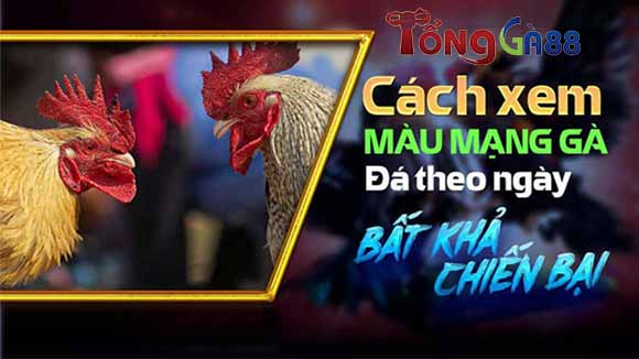 Lý do cần xem màu mạng gà đá Lý do cần xem màu mạng gà đá