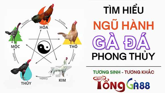 Màu mạng gà đá phong thủy Màu mạng gà đá phong thủy