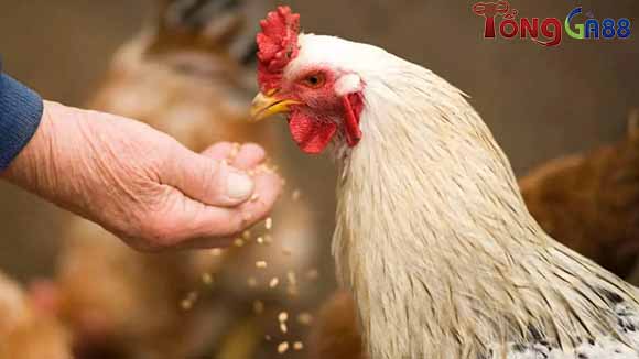 Một số triệu chứng phổ biến khi gà bị sưng mắt Một số triệu chứng phổ biến khi gà bị sưng mắt
