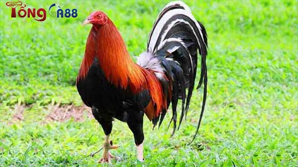 Nguồn gốc và xuất xứ gà Kelso Nguồn gốc và xuất xứ gà Kelso