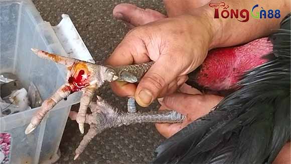 Quá trình mắc phải ké chậu chân gà sẽ xuất hiện các vết sưng mủ và viêm nặng. Quá trình mắc phải ké chậu chân gà sẽ xuất hiện các vết sưng mủ và viêm nặng.