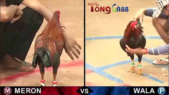 Theo dõi những trận đá gà ở đâu? Theo dõi những trận đá gà ở đâu?