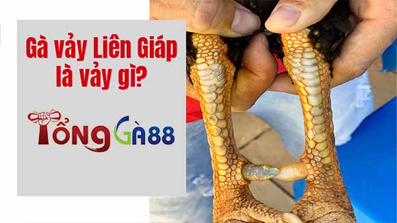 Vảy liên giáp là thuật ngữ được các sư kê dùng để chỉ 3 vảy gà có vị trí liền kề nhau Vảy liên giáp là thuật ngữ được các sư kê dùng để chỉ 3 vảy gà có vị trí liền kề nhau