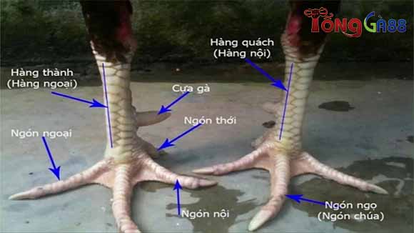 Vảy ngũ quỷ có phải là vảy hiếm hay không? Vảy ngũ quỷ có phải là vảy hiếm hay không?