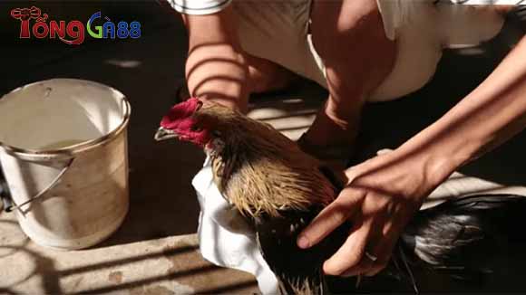 Vệ sinh vết thương bị cựa thường xuyên Vệ sinh vết thương bị cựa thường xuyên