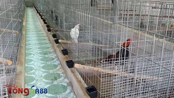 Vị trí của trại gà An Trường Võ thuộc Tiền Giang Vị trí của trại gà An Trường Võ thuộc Tiền Giang