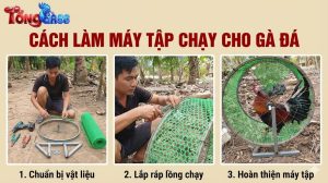 Cách Làm Máy Tập Chạy Cho Gà