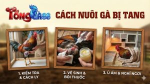 Cách Nuôi Gà Bị Tang