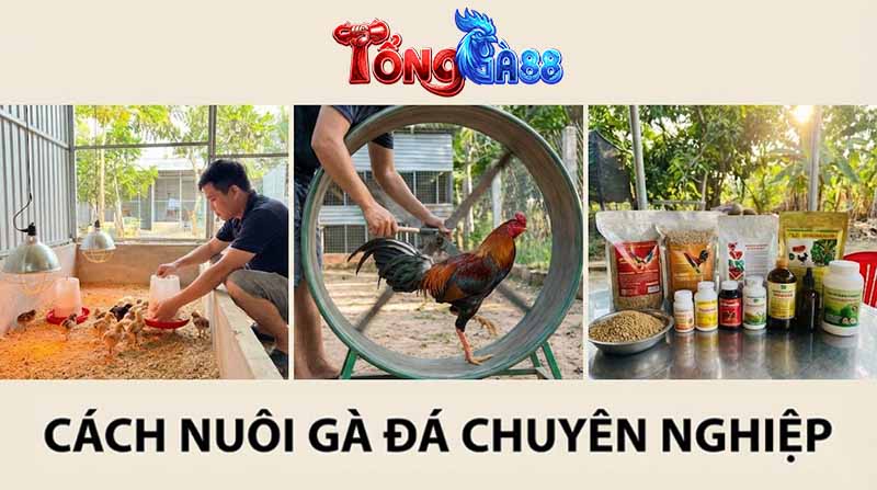 cách nuôi gà đá