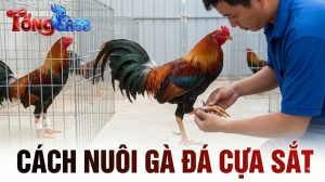 Cách Nuôi Gà Đá Cựa Sắt