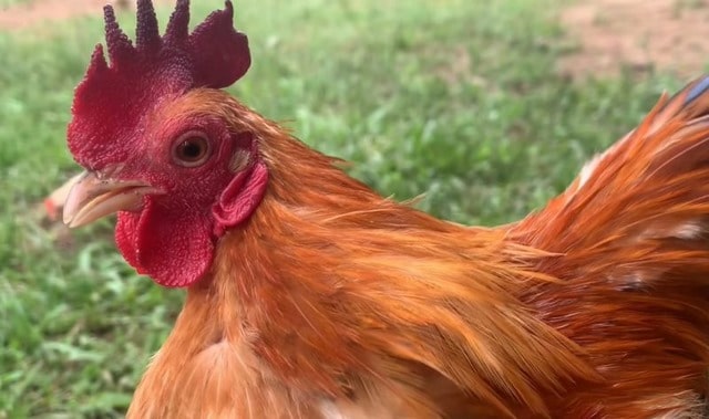 Cách điều trị cho gà bị chảy nước mũi Cách điều trị cho gà bị chảy nước mũi