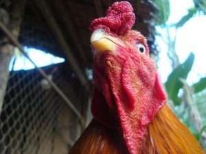 Chườm nóng bằng nước ngải cứu sẽ nhanh khỏi bệnh cho gà hơn. Chườm nóng bằng nước ngải cứu sẽ nhanh khỏi bệnh cho gà hơn.