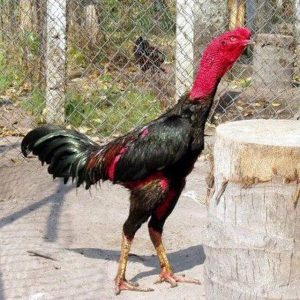 Tìm hiểu về bệnh lý gà sưng hầu. Tìm hiểu về bệnh lý gà sưng hầu.