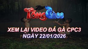 XEM LẠI VIDEO ĐÁ GÀ CPC3 NGÀY 22/01/2026