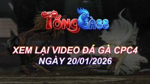 XEM LẠI VIDEO ĐÁ GÀ CPC4 NGÀY 20/01/2026