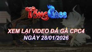 Xem Lại Video Đá Gà CPC4 Ngày 28/01/2026