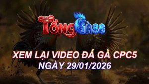 Xem Lại Video Đá Gà CPC5 Ngày 29/01/2026