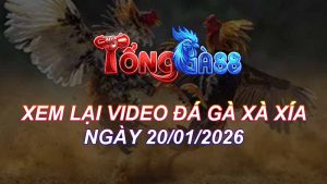 XEM LẠI VIDEO ĐÁ GÀ XÀ XÍA NGÀY 20/01/2026