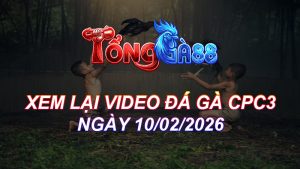 Xem Lại Video Đá Gà CPC3 Ngày 10/02/2026