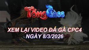 xem lại video đá gà cpc4 ngày 8-3-2026