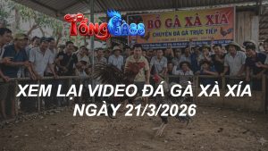 Xem Lại Video Đá Gà XAXIA Ngày 21/03/2026