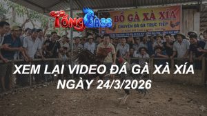 Xem Lại Video Đá Gà XAXIA Ngày 24/03/2026