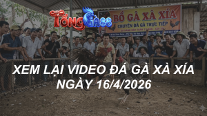 Xem Lại Video Đá Gà XAXIA Ngày 16/04/2026