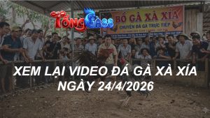 Xem Lại Video Đá Gà XAXIA Ngày 24/04/2026