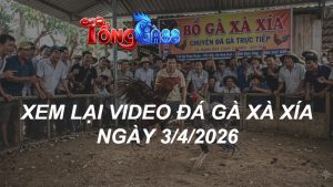 Xem Lại Video Đá Gà XAXIA Ngày 03/04/2026