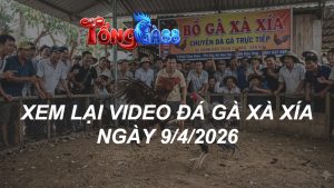 Xem Lại Video Đá Gà XAXIA Ngày 09/04/2026